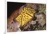 Chocolate Chip Star-Hal Beral-Framed Photographic Print