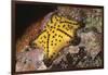 Chocolate Chip Star-Hal Beral-Framed Photographic Print