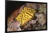 Chocolate Chip Star-Hal Beral-Framed Photographic Print