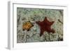 Chocolate Chip Starfish and Panamic Cushion Star, Galapagos, Ecuador-Pete Oxford-Framed Photographic Print