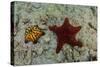 Chocolate Chip Starfish and Panamic Cushion Star, Galapagos, Ecuador-Pete Oxford-Stretched Canvas