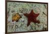 Chocolate Chip Starfish and Panamic Cushion Star, Galapagos, Ecuador-Pete Oxford-Framed Photographic Print