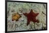 Chocolate Chip Starfish and Panamic Cushion Star, Galapagos, Ecuador-Pete Oxford-Framed Photographic Print