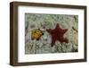 Chocolate Chip Starfish and Panamic Cushion Star, Galapagos, Ecuador-Pete Oxford-Framed Photographic Print