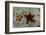 Chocolate Chip Starfish and Panamic Cushion Star, Galapagos, Ecuador-Pete Oxford-Framed Photographic Print