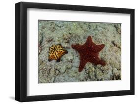 Chocolate Chip Starfish and Panamic Cushion Star, Galapagos, Ecuador-Pete Oxford-Framed Photographic Print