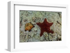 Chocolate Chip Starfish and Panamic Cushion Star, Galapagos, Ecuador-Pete Oxford-Framed Photographic Print