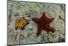 Chocolate Chip Starfish and Panamic Cushion Star, Galapagos, Ecuador-Pete Oxford-Mounted Photographic Print
