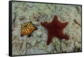 Chocolate Chip Starfish and Panamic Cushion Star, Galapagos, Ecuador-Pete Oxford-Framed Stretched Canvas