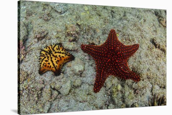 Chocolate Chip Starfish and Panamic Cushion Star, Galapagos, Ecuador-Pete Oxford-Stretched Canvas