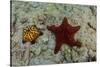 Chocolate Chip Starfish and Panamic Cushion Star, Galapagos, Ecuador-Pete Oxford-Stretched Canvas