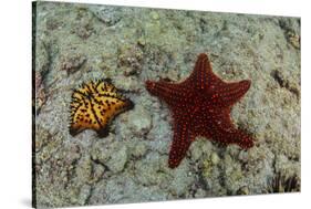 Chocolate Chip Starfish and Panamic Cushion Star, Galapagos, Ecuador-Pete Oxford-Stretched Canvas