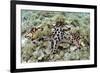 Chocolate Chip Starfish - Horned Sea Star (Protoreaster Nodosus) Cebu, Philippines, March-Sue Daly-Framed Photographic Print