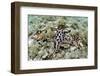 Chocolate Chip Starfish - Horned Sea Star (Protoreaster Nodosus) Cebu, Philippines, March-Sue Daly-Framed Photographic Print