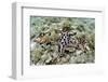 Chocolate Chip Starfish - Horned Sea Star (Protoreaster Nodosus) Cebu, Philippines, March-Sue Daly-Framed Photographic Print