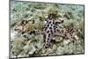 Chocolate Chip Starfish - Horned Sea Star (Protoreaster Nodosus) Cebu, Philippines, March-Sue Daly-Mounted Photographic Print
