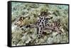 Chocolate Chip Starfish - Horned Sea Star (Protoreaster Nodosus) Cebu, Philippines, March-Sue Daly-Framed Stretched Canvas