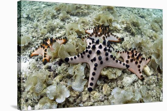 Chocolate Chip Starfish - Horned Sea Star (Protoreaster Nodosus) Cebu, Philippines, March-Sue Daly-Stretched Canvas
