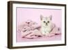 Chocolate Classic Tabby Kitten (8 Weeks)-null-Framed Photographic Print