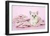 Chocolate Classic Tabby Kitten (8 Weeks)-null-Framed Photographic Print