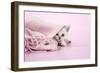 Chocolate Classic Tabby Kitten (8 Weeks)-null-Framed Photographic Print