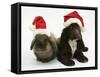 Chocolate Cocker Spaniel Puppy, 12 Weeks Old, and Lionhead Rabbit with Father Christmas Hats On-Mark Taylor-Framed Stretched Canvas