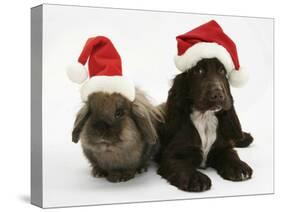 Chocolate Cocker Spaniel Puppy, 12 Weeks Old, and Lionhead Rabbit with Father Christmas Hats On-Mark Taylor-Stretched Canvas