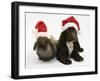 Chocolate Cocker Spaniel Puppy, 12 Weeks Old, and Lionhead Rabbit with Father Christmas Hats On-Mark Taylor-Framed Photographic Print