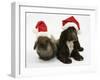 Chocolate Cocker Spaniel Puppy, 12 Weeks Old, and Lionhead Rabbit with Father Christmas Hats On-Mark Taylor-Framed Photographic Print