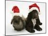 Chocolate Cocker Spaniel Puppy, 12 Weeks Old, and Lionhead Rabbit with Father Christmas Hats On-Mark Taylor-Mounted Photographic Print