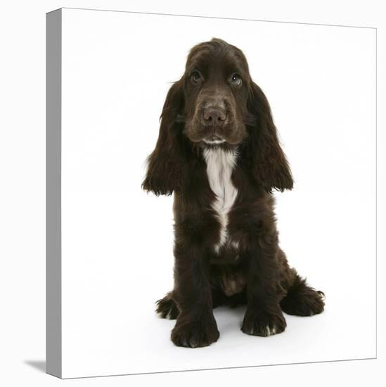 Chocolate Cocker Spaniel Puppy, Cadbury, 12 Weeks, Sitting-Mark Taylor-Stretched Canvas