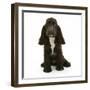 Chocolate Cocker Spaniel Puppy, Cadbury, 12 Weeks, Sitting-Mark Taylor-Framed Photographic Print