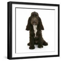 Chocolate Cocker Spaniel Puppy, Cadbury, 12 Weeks, Sitting-Mark Taylor-Framed Photographic Print