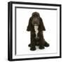 Chocolate Cocker Spaniel Puppy, Cadbury, 12 Weeks, Sitting-Mark Taylor-Framed Photographic Print