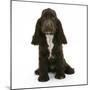 Chocolate Cocker Spaniel Puppy, Cadbury, 12 Weeks, Sitting-Mark Taylor-Mounted Photographic Print