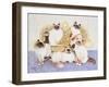 Chocolate Creams-Pat Scott-Framed Giclee Print