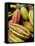 Chocolate Fruits From a Theobroma Cacao Tree, Madagascar, Africa-Michael Runkel-Framed Stretched Canvas