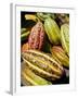 Chocolate Fruits From a Theobroma Cacao Tree, Madagascar, Africa-Michael Runkel-Framed Photographic Print