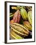 Chocolate Fruits From a Theobroma Cacao Tree, Madagascar, Africa-Michael Runkel-Framed Photographic Print