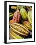 Chocolate Fruits From a Theobroma Cacao Tree, Madagascar, Africa-Michael Runkel-Framed Photographic Print