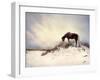 Chocolate Horse Feeding from Dry Brush-Jan Lakey-Framed Photographic Print