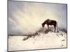 Chocolate Horse Feeding from Dry Brush-Jan Lakey-Mounted Photographic Print