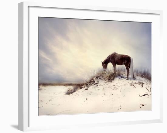 Chocolate Horse Feeding from Dry Brush-Jan Lakey-Framed Photographic Print