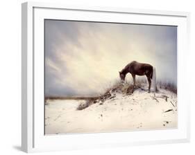 Chocolate Horse Feeding from Dry Brush-Jan Lakey-Framed Photographic Print