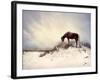 Chocolate Horse Feeding from Dry Brush-Jan Lakey-Framed Photographic Print