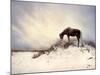 Chocolate Horse Feeding from Dry Brush-Jan Lakey-Mounted Photographic Print