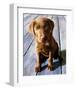 Chocolate Lab Gus-Robert Mcclintock-Framed Art Print