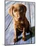 Chocolate Lab Gus-Robert Mcclintock-Mounted Art Print