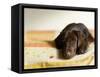 Chocolate Lab Puppy on Bed-Jim Craigmyle-Framed Stretched Canvas