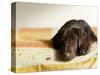 Chocolate Lab Puppy on Bed-Jim Craigmyle-Stretched Canvas